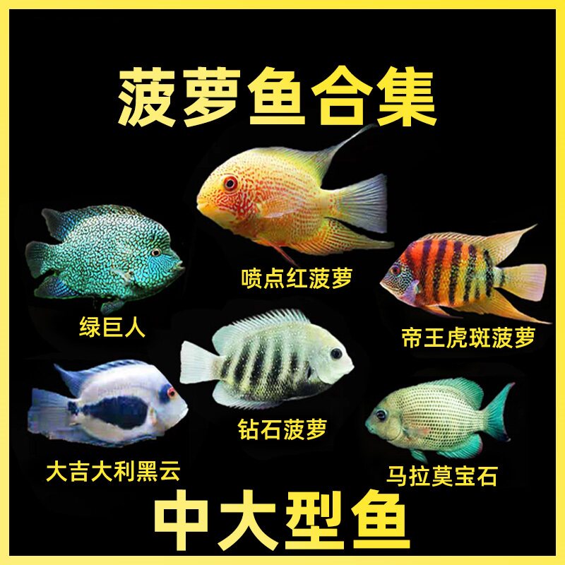 钻石菠萝鱼喷点菠萝帝王虎斑菠萝绿巨人黑云鱼大吉大利德州豹活体