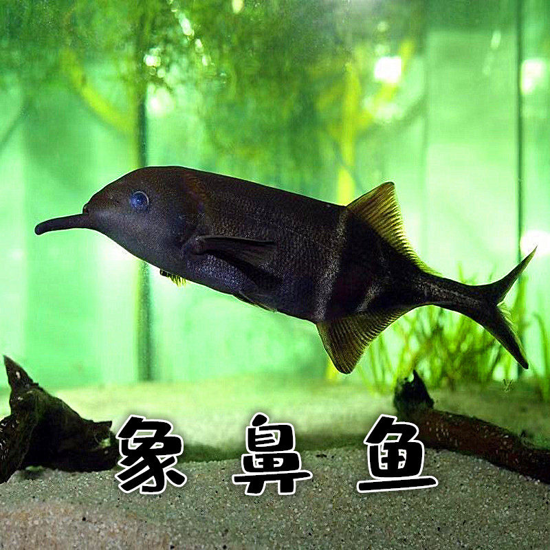 热带观赏鱼淡水非洲象鼻鱼鹳嘴长颌鱼海豚鱼象鼻子鱼活体宠物稀有