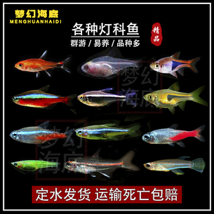 灯科鱼热带观赏鱼宝莲灯喷火灯斑马红鼻剪刀鱼活体小型鱼苗好养活