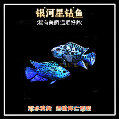 银河星钻短鲷底层热带鱼皮实好养