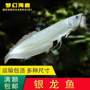 银龙鱼七彩银龙鱼中大型热带鱼观赏鱼活体风水鱼淡水招财银龙鱼