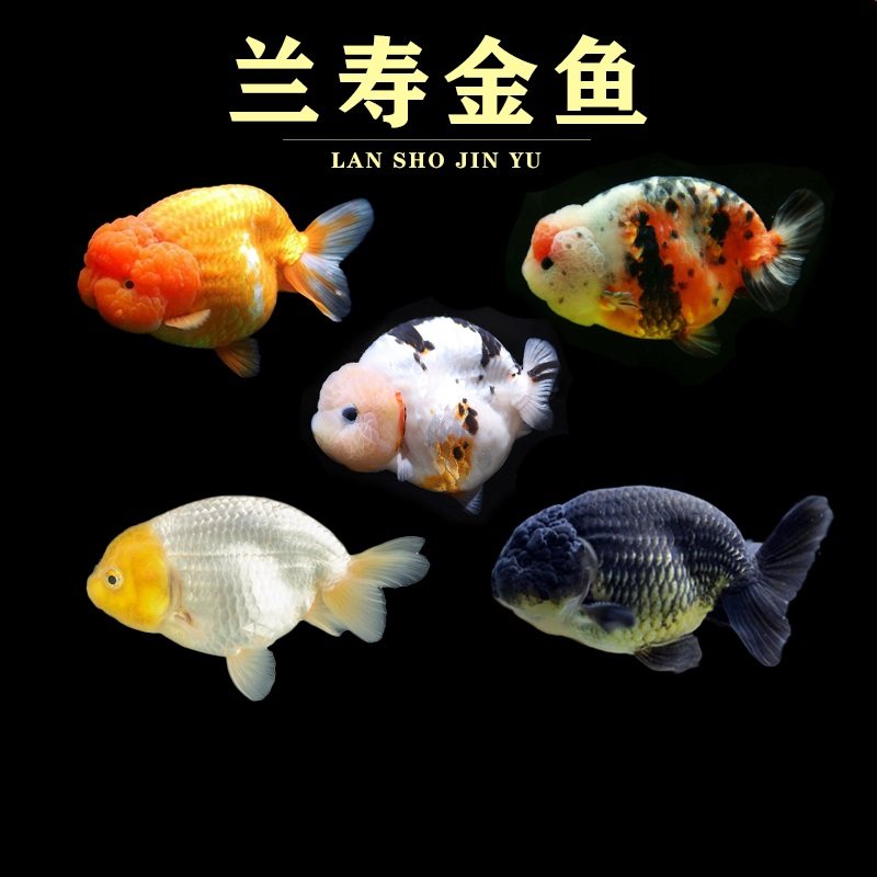不加温冷水鱼观赏鱼淡水鱼活体金鱼好养耐活鱼苗兰寿锦鲤金鱼活鱼 - 封面