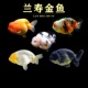 不加温冷水鱼观赏鱼淡水鱼活体金鱼好养耐活鱼苗兰寿锦鲤金鱼活鱼
