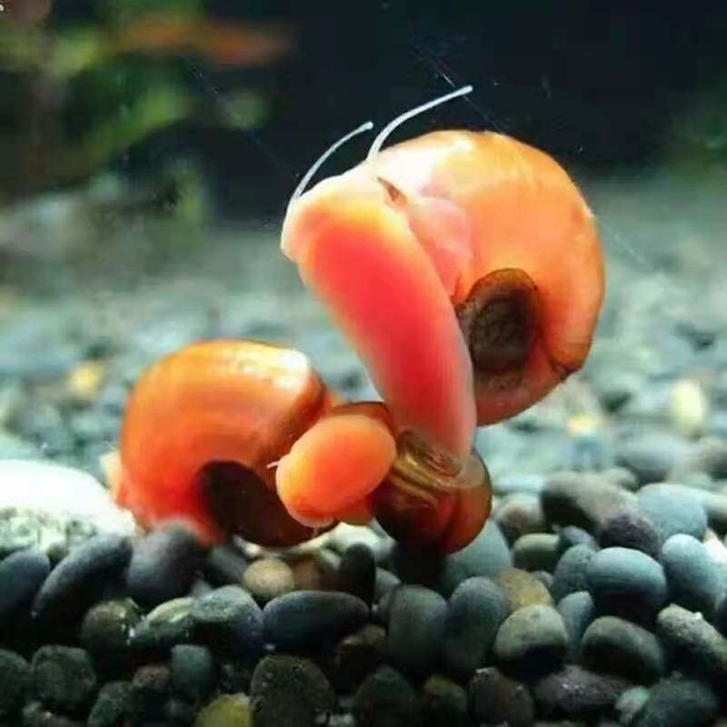 鱼缸清洁苹果螺活体沉木清洁螺淡水水族鱼缸造景清洁工具螺水草缸,宠物/宠物食品及用品,螺,淘宝优惠券,粉丝福利购,淘宝优惠卷