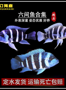 鲷鱼皇冠布隆迪六间萨伊蓝伊巴卡