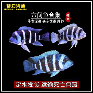 皇冠布隆迪六间 萨伊蓝 六间伊巴卡六间三湖慈雕坦雕观赏鱼活体