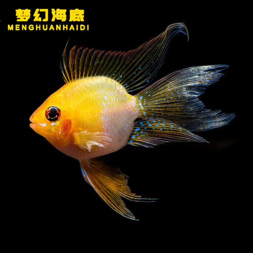 金波子鱼淡水温顺短鲷热带鱼