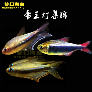 帝王灯鱼彩虹血翅蓝帝王帝王黑帝王黄金帝王灯热带观赏小型活体鱼