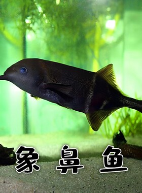 淡水非洲活体热带观赏鱼