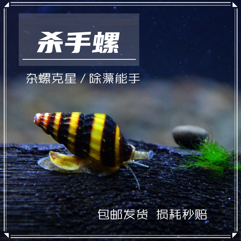 包邮鱼缸杀手螺蜜蜂宝塔螺大黃蜂螺除杂螺除蜗牛草缸工具螺活体