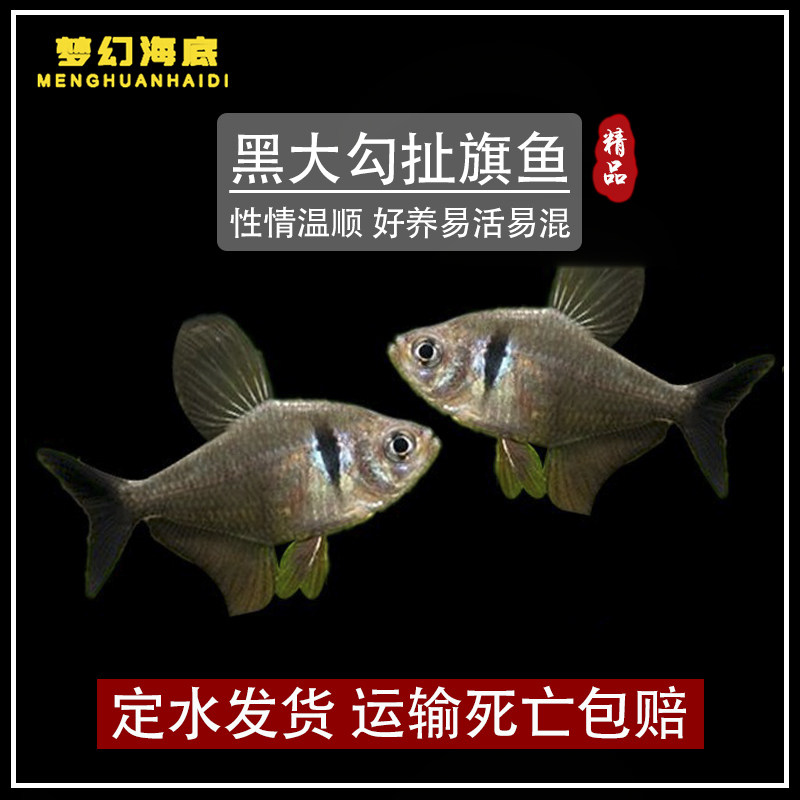 热带鱼好养扯旗热带鱼