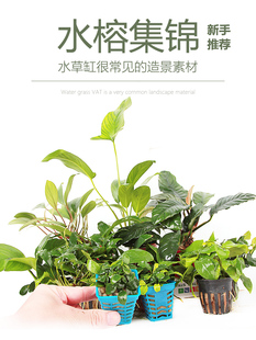 水榕水草植物蓝精灵丹麦瓦利斯尖叶黄金迷你小榕草缸懒人造景水草