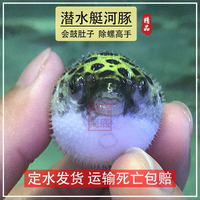 网红河豚鱼除螺鼓肚子鱼观赏鱼