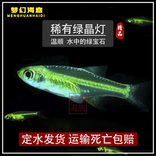 绿晶灯鱼稀有水草鱼缸小型玻璃透明群游灯科鱼微小波鱼活体鱼热带