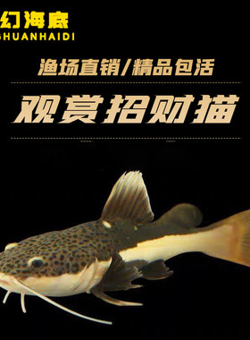 招财猫鱼苗活体狗仔鲸红尾猫底层鲶鱼鸭嘴热带观赏鱼大型龙鱼配鱼