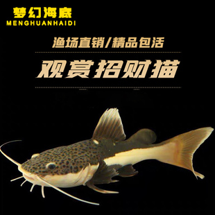 招财猫鱼苗活体狗仔鲸红尾猫底层鲶鱼鸭嘴热带观赏鱼大型龙鱼配鱼