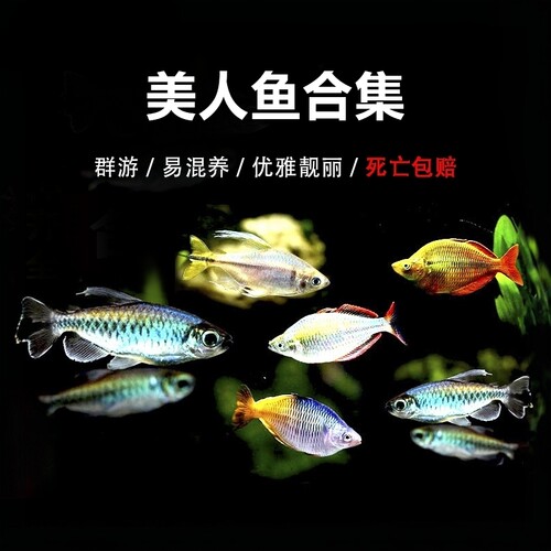 小型热带观赏鱼活体苹果可混养
