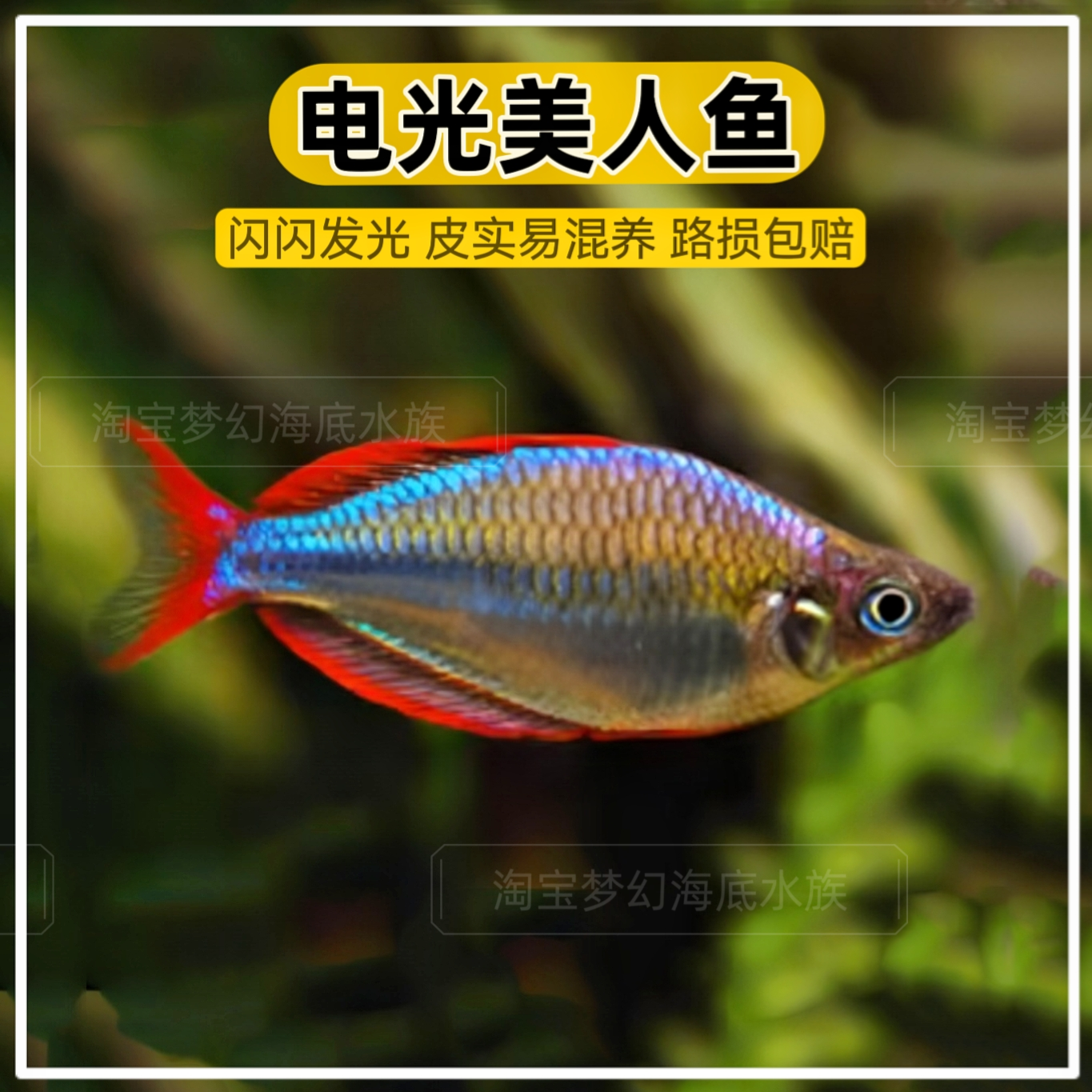 电光美人鱼石美人刚果美人蓝美人电光球热带观赏鱼热带鱼活体包邮