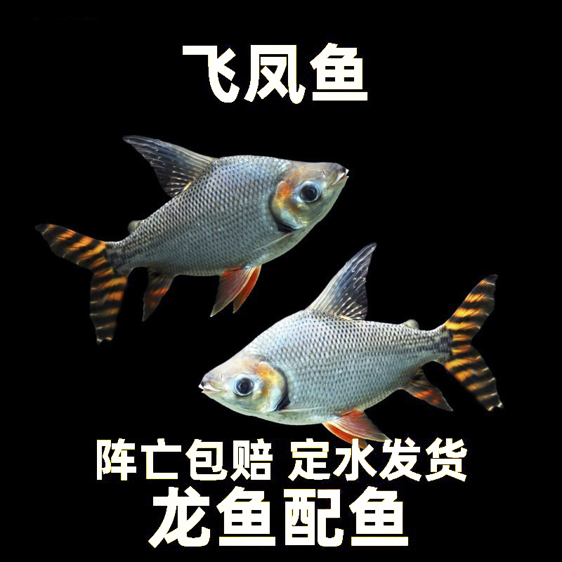 热带观赏鱼直纹飞凤鱼苗活体金凤银凤中层吃垃圾鱼龙鱼配鱼中大型