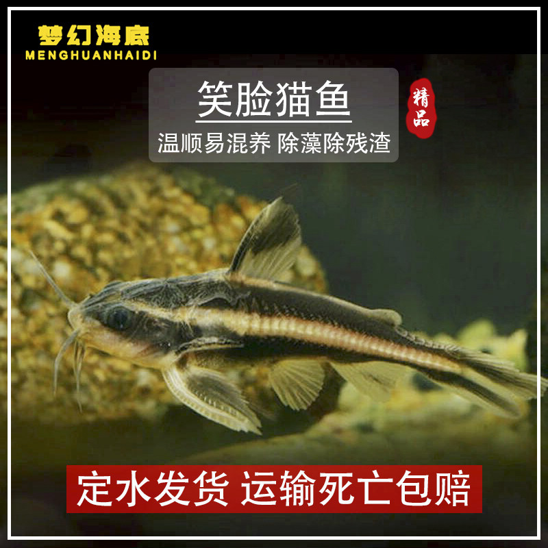 包邮笑脸猫鱼泰国笑猫鼠鱼底层鱼淡水观赏鱼活体小型热带鱼活体