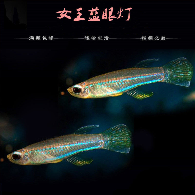 小型热带观赏鱼灯鱼女王蓝眼灯淡水活体宠物群游易饲养包活颗混养
