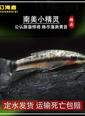 热带观赏鱼小精灵鱼老虎小精灵一线飞狐除藻苔工具鱼活体底栖鱼