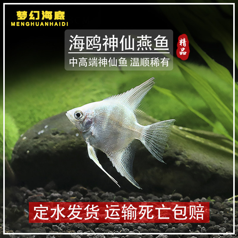 海鸥神仙燕鱼稀有燕鱼神仙鱼热带鱼观赏鱼淡水小型鱼活体好养包邮