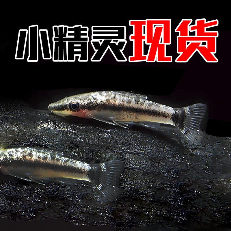 南美小精灵鱼草缸除藻工具鱼吃藻鱼清道夫鱼除藻苔工具鱼底栖鱼