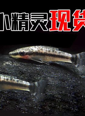 南美小精灵鱼草缸除藻工具鱼吃藻鱼清道夫鱼除藻苔工具鱼底栖鱼