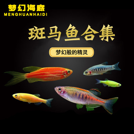 彩色斑马鱼观赏鱼活体群游蓝莓红蓝柠檬绿翡翠耐低温小型糖果斑马