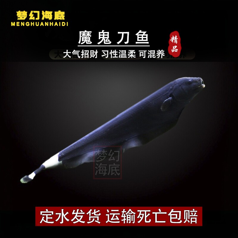 魔鬼刀鱼热带鱼观赏鱼活体淡水鱼黑羽毛鱼苗可混养宠物招财鱼包邮