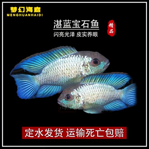 湛蓝宝石鱼电光凤凰鱼鲷鱼活体
