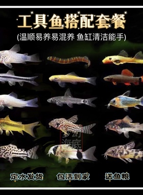 清道夫活体热带工具鱼除藻清洁小精灵白鼠飞狐垃圾鱼鼠鱼观赏鱼