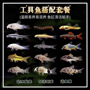 清道夫活体热带工具鱼除藻清洁小精灵白鼠飞狐垃圾鱼鼠鱼观赏鱼