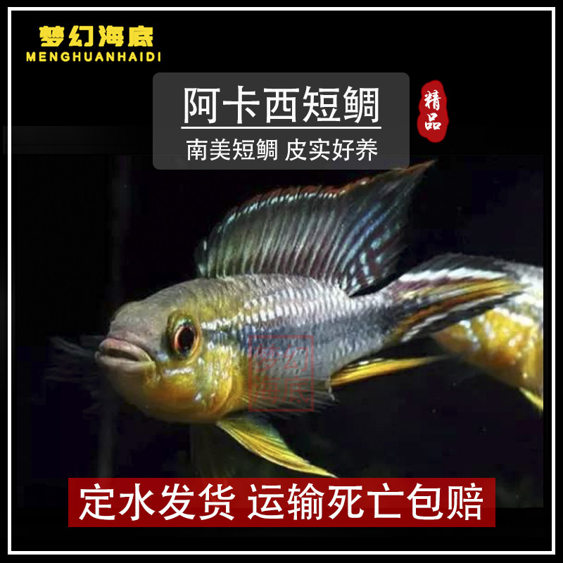 阿卡西短鲷银河星钻美鲷波子鱼小丸子宝蓝球鱼凤凰球鱼热带观赏鱼