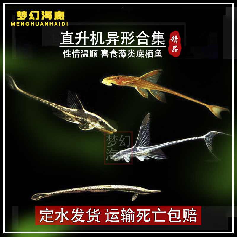 皇冠直升机异型鱼红蜻蜓底栖除藻