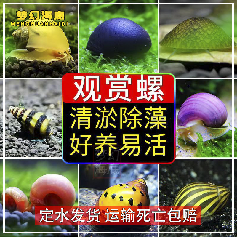 草缸除藻螺淡水水族宠物观赏螺蟹蜜蜂角黑金刚杀手螺斑马螺工具螺