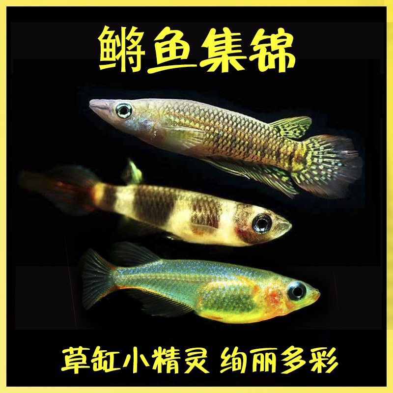 斑节鳉热带鱼灯鱼新手观赏鱼南美异型工具鱼上层鱼七彩稻田可混养