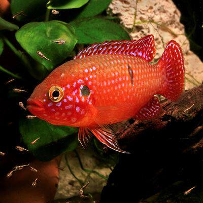 红宝石鱼热带观赏鱼血钻三湖慈鲷鱼蓝宝石鱼活体淡水鱼宠物鱼包活