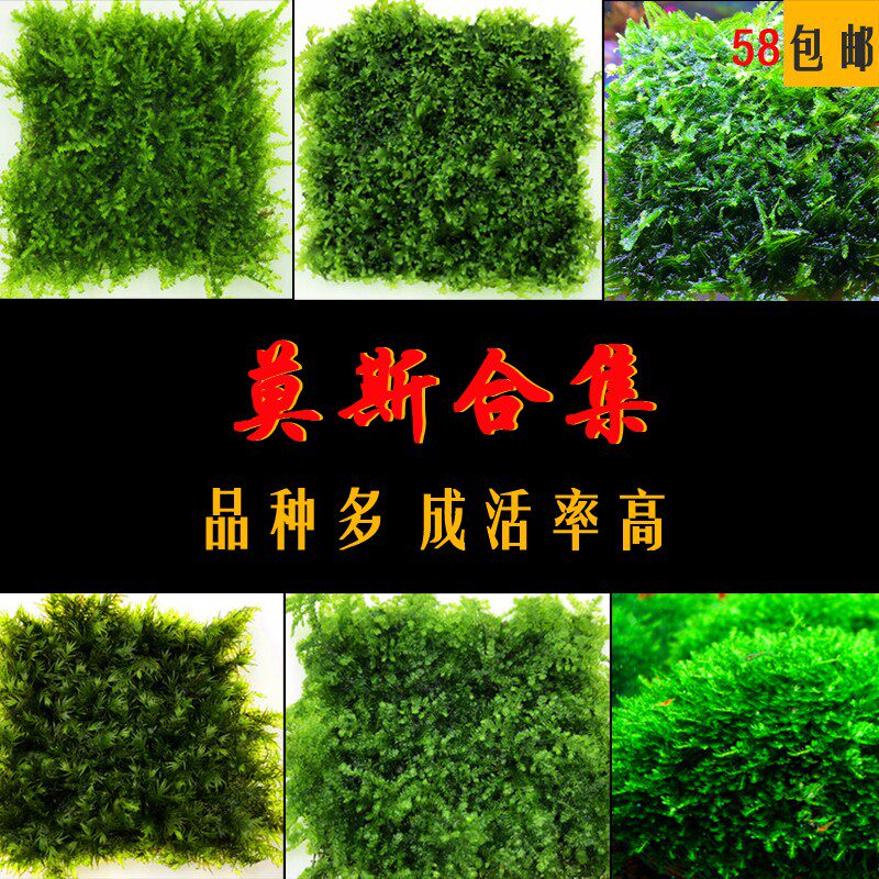 莫斯珊瑚大三角小三角水晶怪菊莫斯树淡水植物草缸造景网片真水草