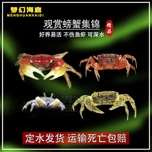 观赏蟹豹点蟹辣椒蟹除涡虫活体
