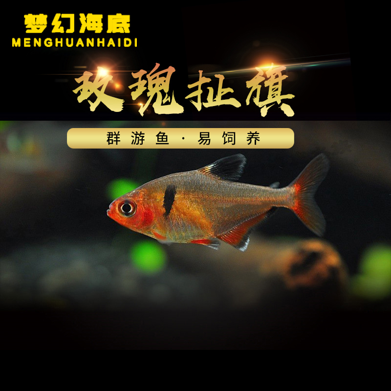玫瑰扯旗鱼小型热带鱼群游鱼淡水观赏鱼皮实好养透明鱼活体扯旗鱼
