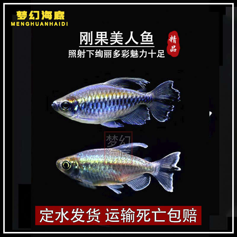 热带鱼刚果美人鱼淡水草缸群游鱼