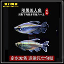 刚果美人鱼淡水草缸群游鱼热带观赏鱼活体扯旗鱼蓝刚果美人小型鱼