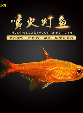 喷火灯小型鱼热带淡水灯科鱼红色鱼草缸群游宠物活体包邮包活梦幻