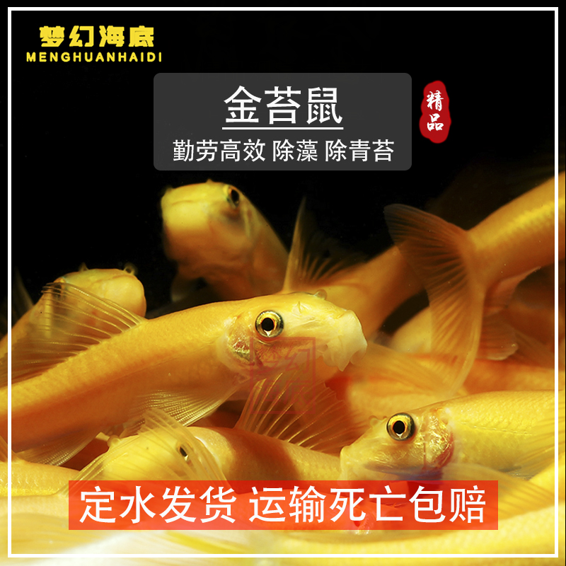鼠鱼工具鱼除青苔藻金苔鼠热带鱼