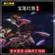 进口巴西野宝莲灯活体灯科鱼热带鱼观赏鱼淡水小型鱼群游红绿灯鱼