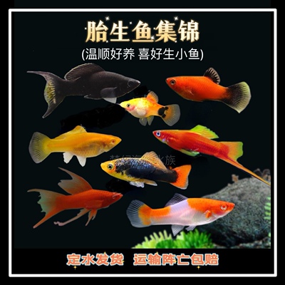 胎生鱼淡水可以下鱼崽