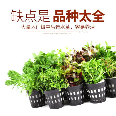水草造景入门级绿羽毛对叶丁香