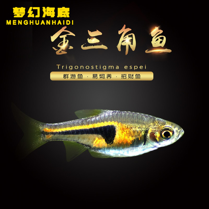 热带观赏鱼金三角灯鱼正三角灯紫三角灯鱼水族活体群游小型鱼淡水